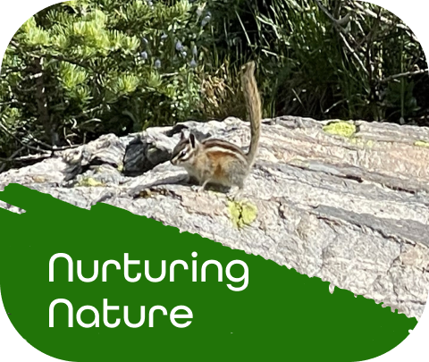 Challenge - Nuturing Nature